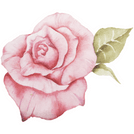 Small image of a watercolor rose